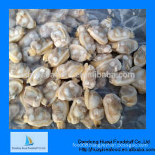 high quality frozen short necked clam